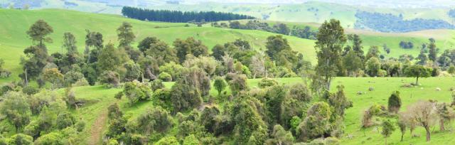 trees on farm