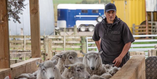 image of maori famer in sheep yards