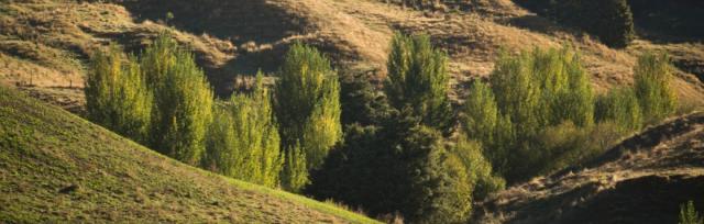 poplars in gullies
