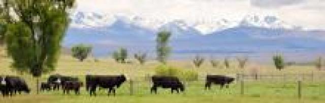 Cows in a field