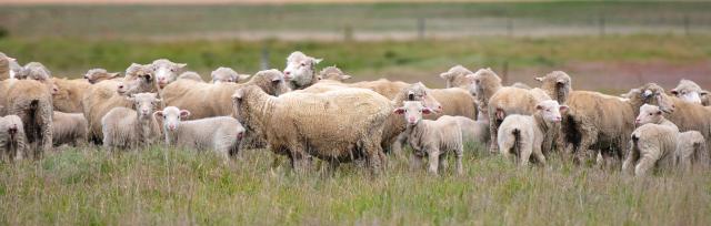 image of sheep mob