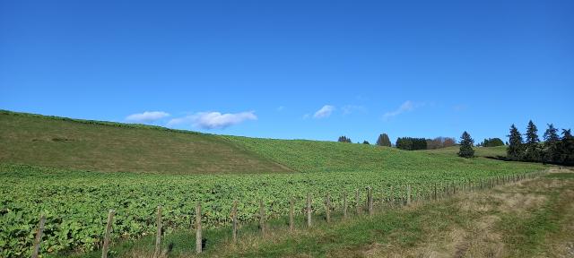 image of crops in paddock