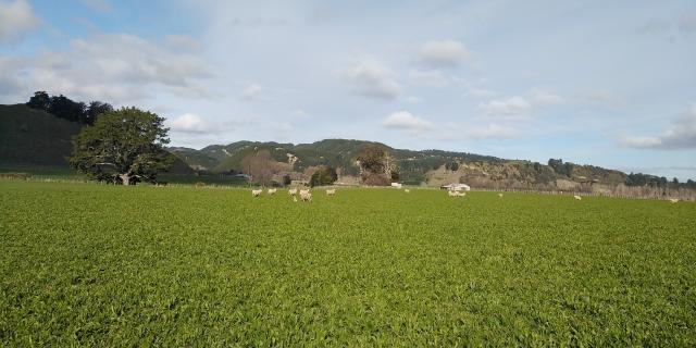 image of ewes and lambs on plaintain
