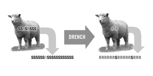 diagram of lamb worm selection