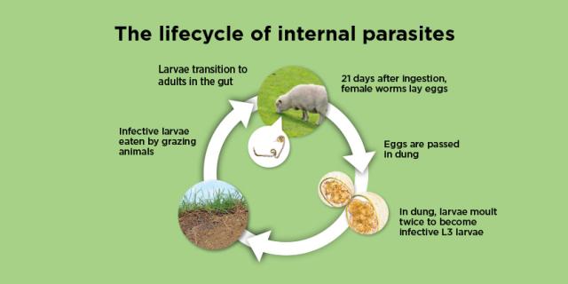 diagram of worm life cycle