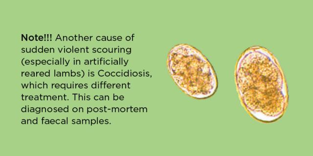 image of Coccidiosis egg and text description