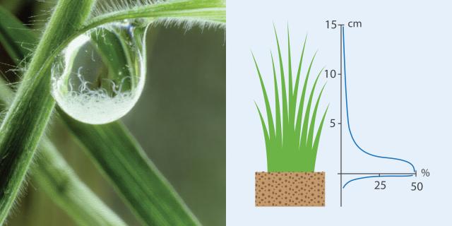 image of dew drop and diagram showiing moisture on grass