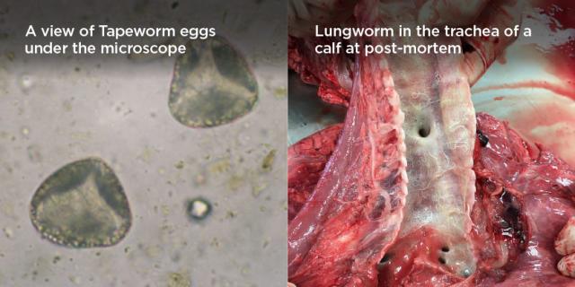 two images of tapeworm eggs under a microsite and lungworm up close