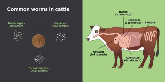 diagram of cattle worms and gut