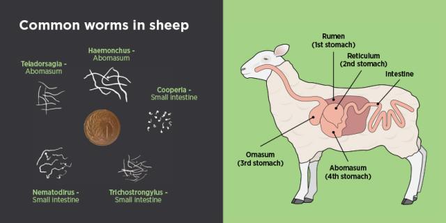 diagram of worms in sheep