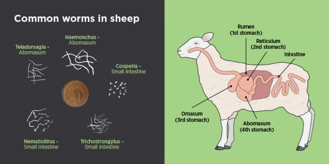 Common worms in sheep | Beef + Lamb New Zealand