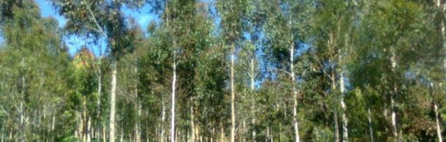image of pine trees