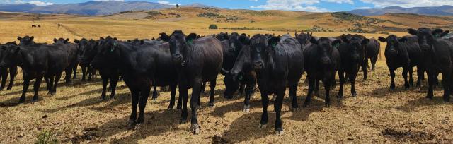 image of cows in central otago