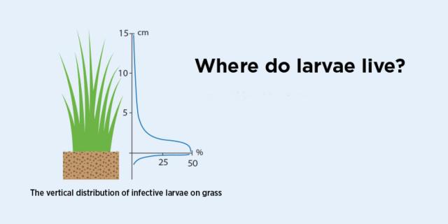 graph showing where the larvae live