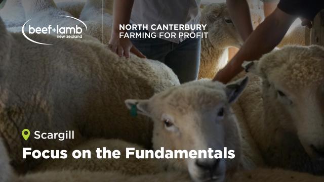 banner of sheep with title 'focus on the fundamentals'