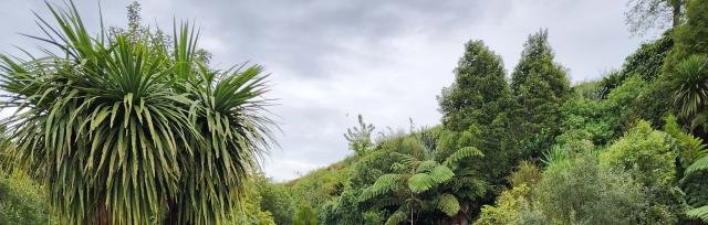 image of native trees on farm