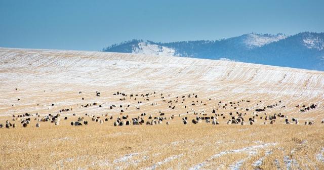 herd of sheep in NZ