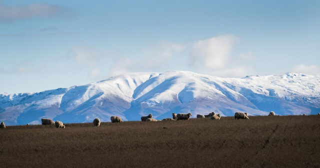 image of herd infront of snowy mountain