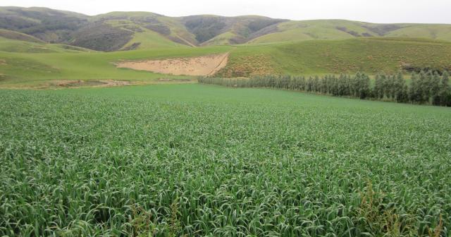 image of catch crops in field