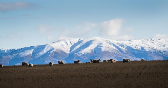 image of sheep and snowy hills