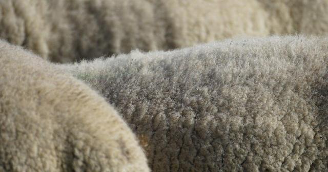 image of wool on three sheep