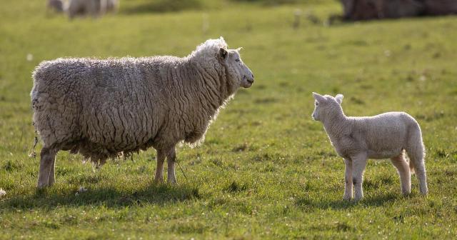 image of ewe and lamb in paddock