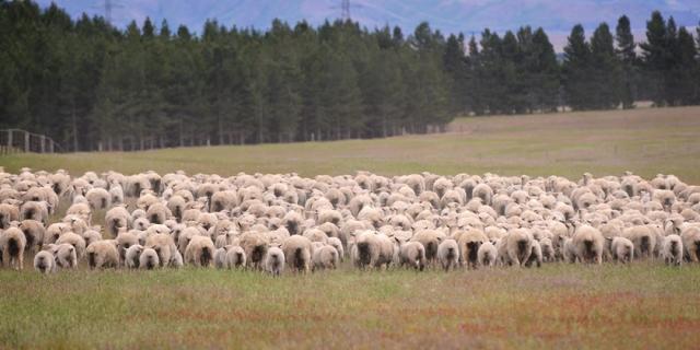 image of merino sheep on farm