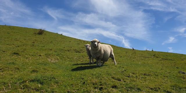 image of sheep and lamb on hill