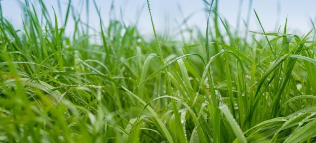 Ryegrass