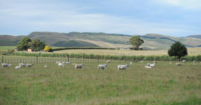 image of sheep grazing in dry paddock