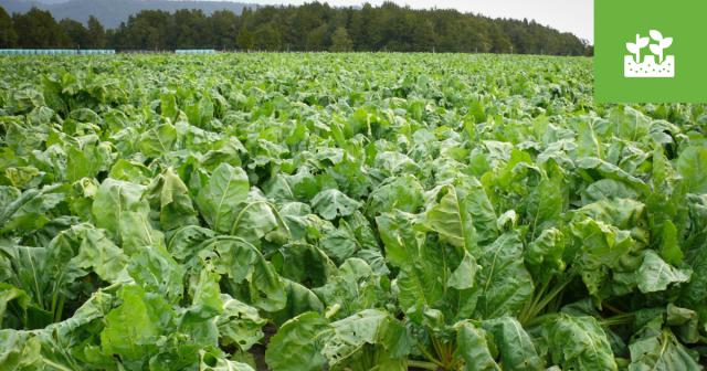 Forage cropping