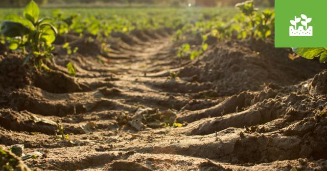 Soils