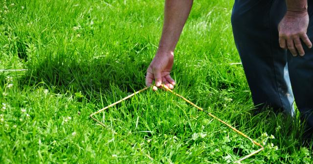 image of clover sampling