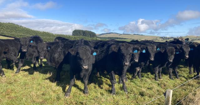image of black angus cattle in field