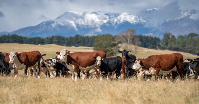 image of beef cow herd infront of snowy mountain