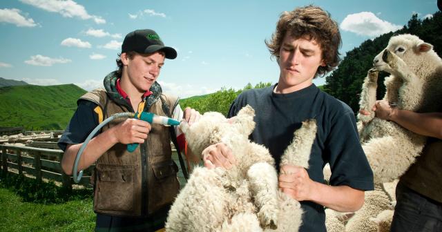 image of two cadets drenching sheep