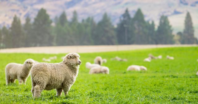 image of sheep in focus and out of focus on nz farm