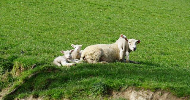 image of ewe with three lambs on her