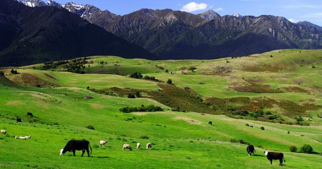 image of cattle and sheep