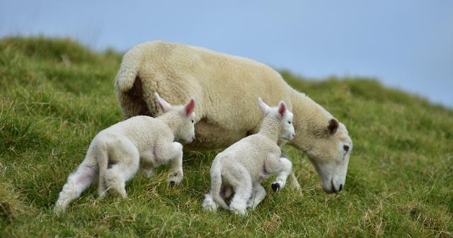 image of ewe grazing and two small lambs