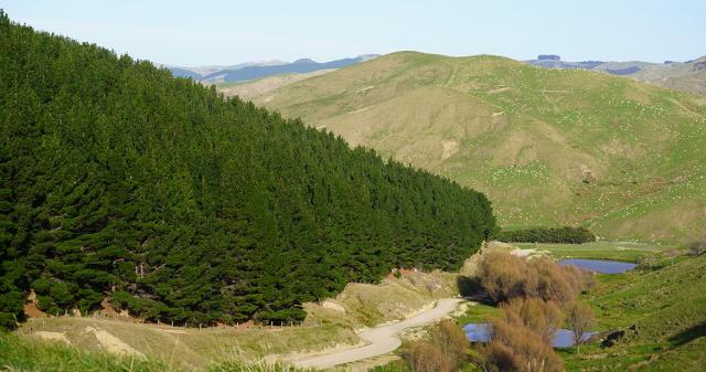 image of pine trees on farm