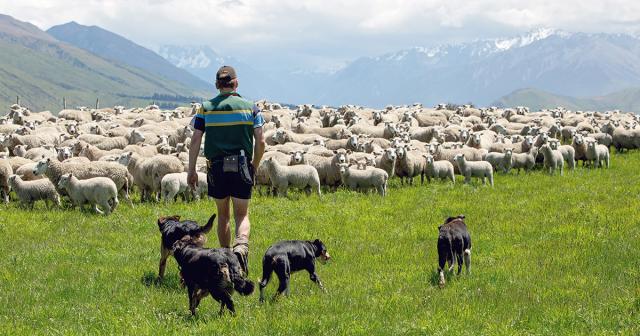 image of male with dogs and sheep infront of snowy mountain