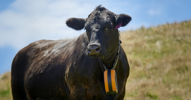 image of a cow with a collar on it