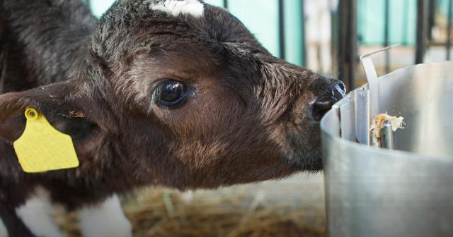 image of dairy beef calf drinking