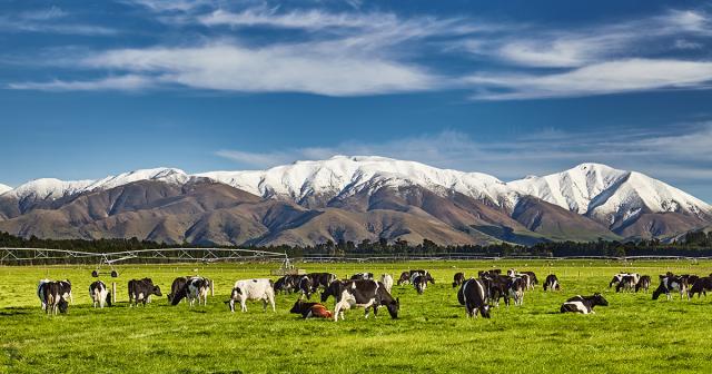 image of cows grazing infront of snowy mountains