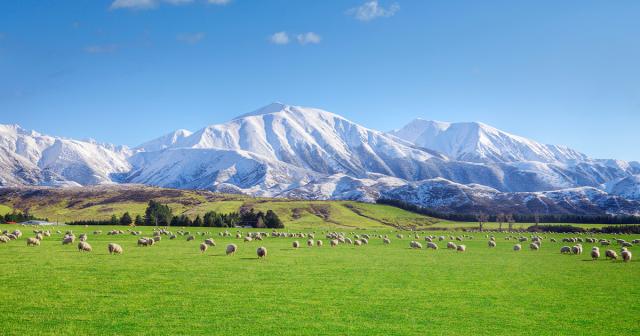 image of sheep infront of snowy mountains