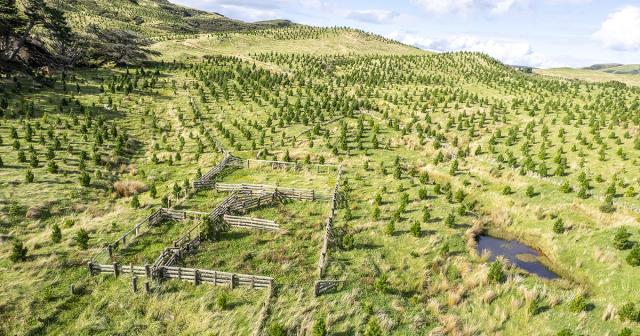 image of pine plantings on farm