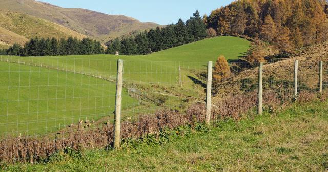 image of deer in paddock behind fence
