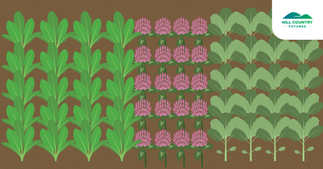 animated image of three plantings of forages
