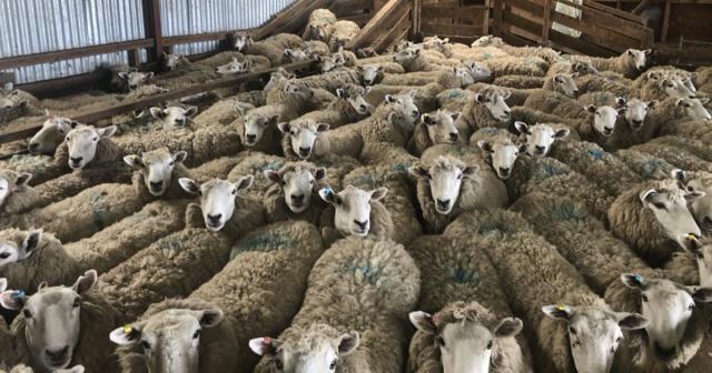 image of sheep in the shed waiting to get shorn